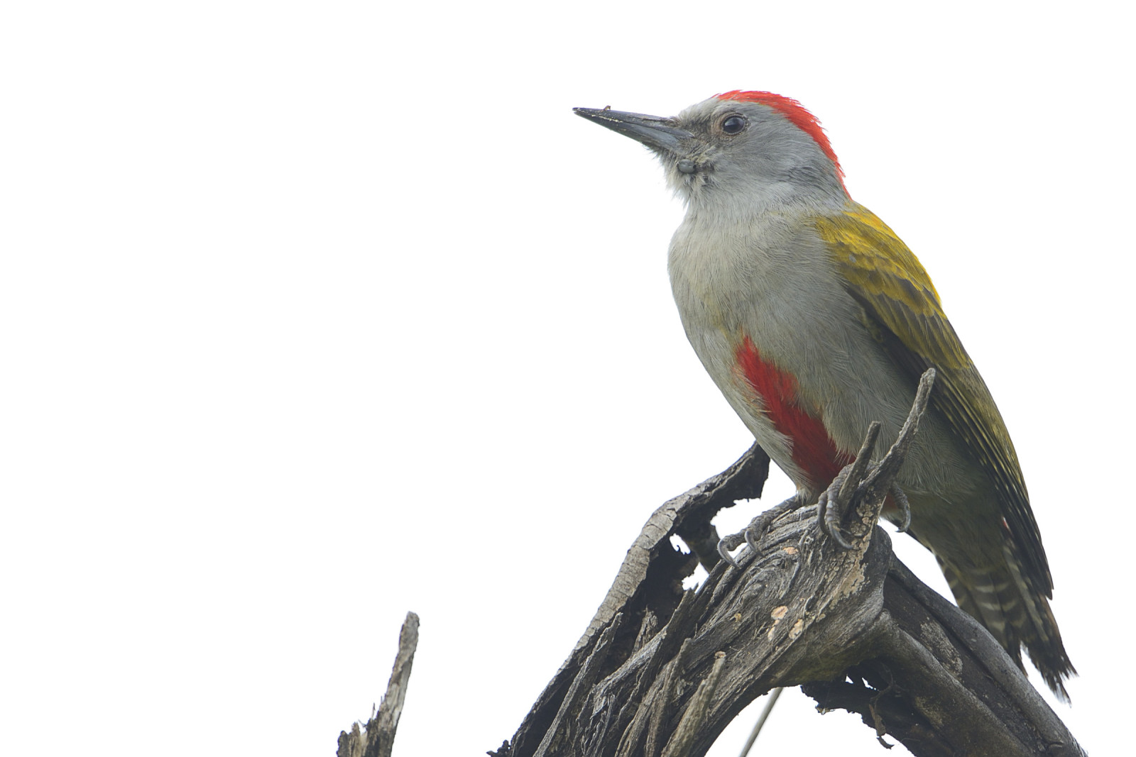 image Mountain Grey Woodpecker